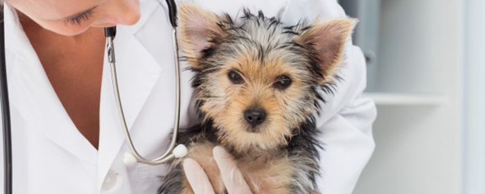 specialità veterinaria senza prescrizione medica
