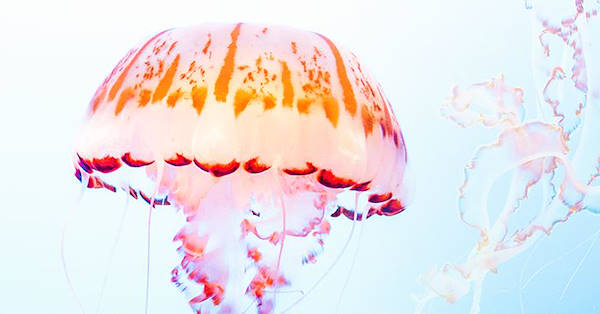 Contatto con le meduse? Ecco come comportarsi